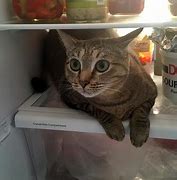 Image result for Simpsons Refrigerator