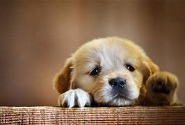 Image result for Free Dog Wallpaper 1920X1080