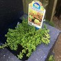 Image result for Using Cinder Blocks as Planters