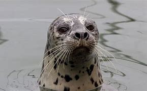 Image result for Seal Poaching