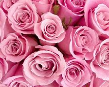 Image result for Valentine's Day Pink Flowers