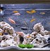 Image result for Small Fish Tank