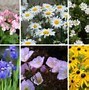 Image result for Zone 3 Perennials