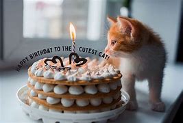 Image result for Birthday Cat