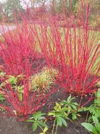 Image result for Red Twig Dogwood Shrub/Bush, 1-2 Ft- Look Forward To Fall/Winter With Fire-Red Color