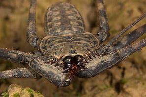 Image result for Tailless Whip Scorpion