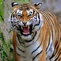 Image result for Wild Bengal Tiger
