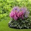 Image result for Perennial Shade Plants Like That