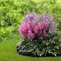 Image result for Partial Shade Perennial Plants