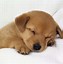 Image result for Cute Puppy Small Dog