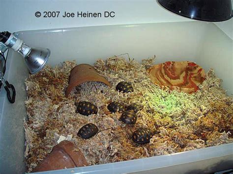 Hatchling and Juvenile Care