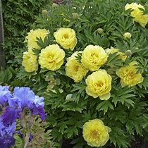 Image result for Bartzella Itoh Peony
