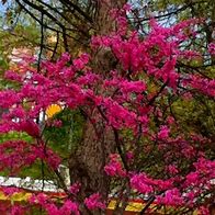 Image result for pictures of spring in georgia usa
