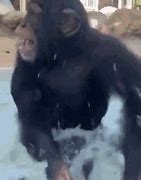 Image result for Monkey Swimming in Water Meme