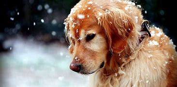 Image result for Snow Cute Dogs Wallpaper