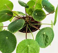 Image result for Plante Feuille Ronde