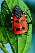 Image result for Man-Faced Stink Bug