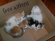 Image result for Free Cats and Kittens Near Me