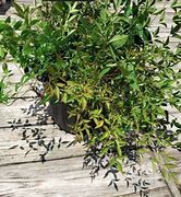Image result for Propagating Firepower Nandina