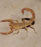 Image result for Yellow Ground Scorpion