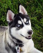 Image result for Husky with Blue Eyes
