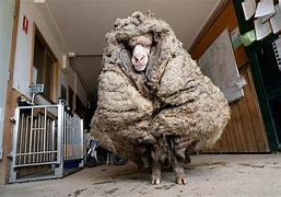 Image result for Bad Sheep