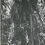 Image result for Guadalcanal Campaign Amtracks
