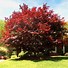 Image result for 4-5 ft. - Emperor Japanese Maple Tree - Brilliant Red Maple Leaves All Season Long