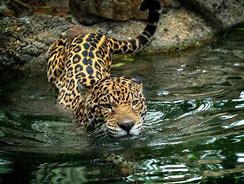 Image result for Jaguar Wildlife