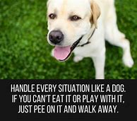 Image result for Funny Pet Quotes