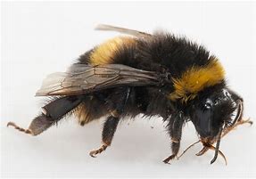Image result for Bumble Bee Pic