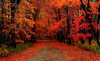 Image result for Fall Trees Desktop Backgrounds