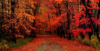 Image result for Fall Foliage Screensavers