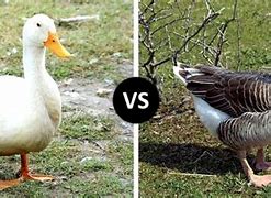 Image result for Goose vs Duck