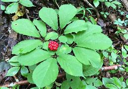 Image result for Ginseng Tree