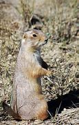 Image result for Prairie Dog Plague