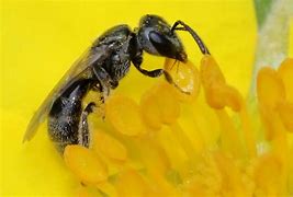 Image result for Little Black Bees