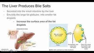 Image result for Fat Absorption