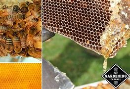 Image result for Raising Bees