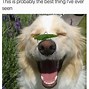 Image result for Super Funny Dog Memes