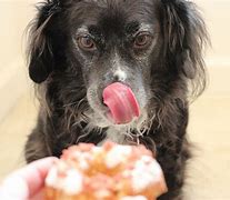 Image result for Donut for Dogs Don't Chew