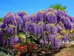Image result for Wisteria Sinensis