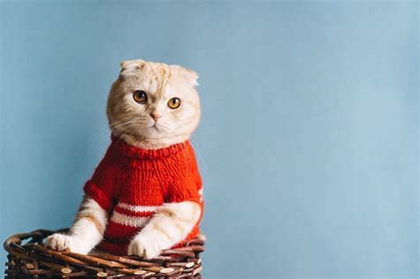 猫　服 に対する画像結果