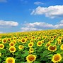Image result for Butterfly On Sunflower