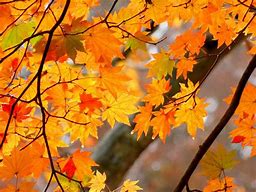 Image result for 1024 X 768 Autumn Wallpapers