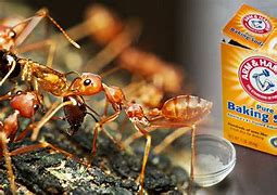 Image result for Will Ants Drinks Soda Pop