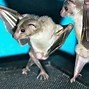 Image result for What Are the Most Funniest Bat Jokes