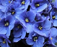Image result for Blue African Violet Plants