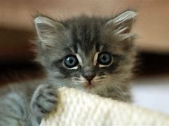 Image result for Fluffy Cat Sitting