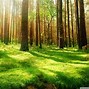 Image result for Forest